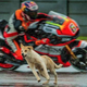 Illustration for article titled Dog Who Interrupted MotoGP Practice Session Has Found A Loving Home